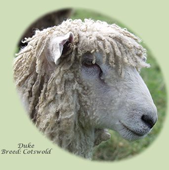 Cotswold Sheep Duke
