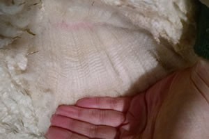 coated clean fleece