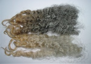 Pixie 2023 Fleece : Pixie 2023