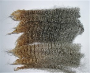 Coconut 2023 Fleece : Coconut 2023