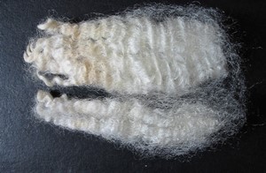 Macaroon 2023 Fleece : Macaroon 2023