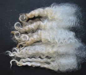 Olenka 2023 Fleece : Olenka 2023
