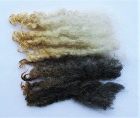 Sassy 2023 Fleece : Sassy 2023