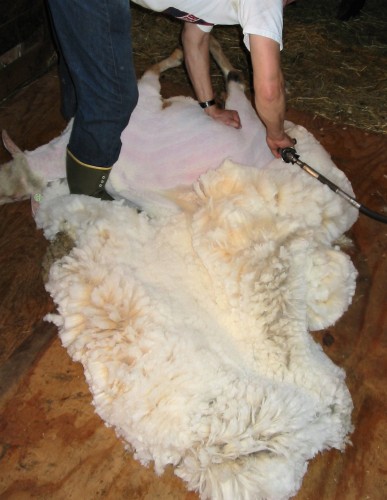 shearing white fleece